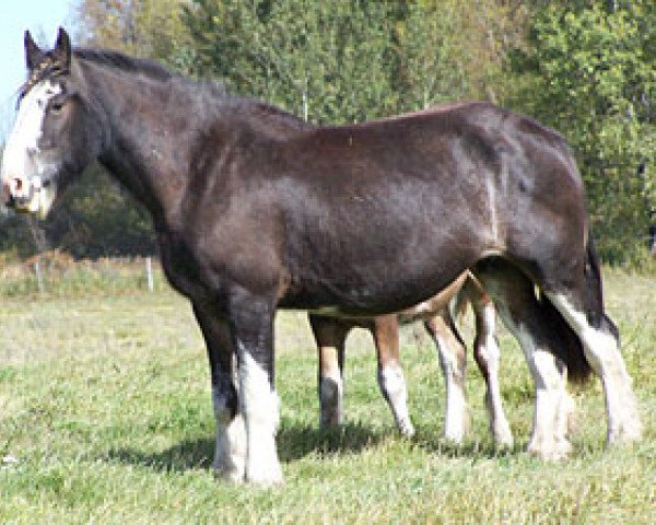 Zuchtstute Donegal Cookie Bell (Clydesdale, 2005, von Donegal Rising Star)