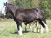 Zuchtstute Donegal Cookie Bell (Clydesdale, 2005, von Donegal Rising Star)