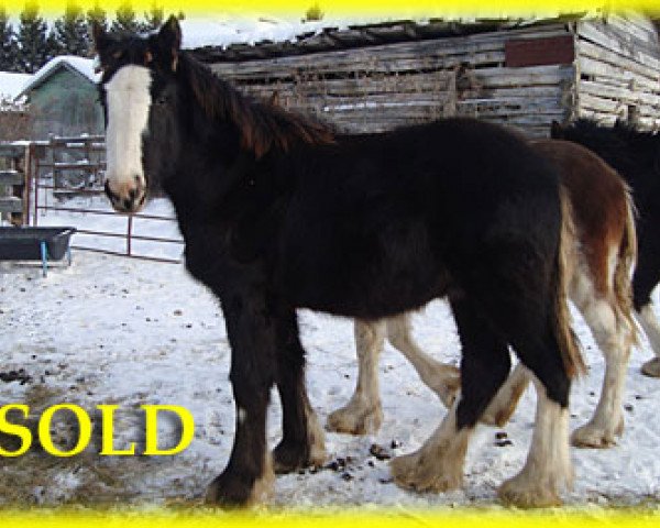 horse Bighorn Oreo (Clydesdale, 2015, from SFF Stonewall Jack)