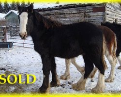 Pferd Bighorn Oreo (Clydesdale, 2015, von SFF Stonewall Jack)