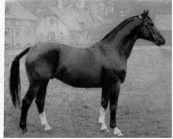 stallion Fuerst 3331 (Hanoverian, 1939, from Futurist I)