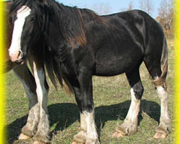 Deckhengst Bighorn Maxton Elijah (Clydesdale, 2013, von Sandy Ridge Maxton Edward)