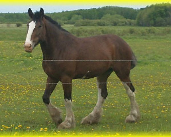 broodmare Donegal Meredith (Clydesdale, 2008, from Armageddon's Lord Cain)