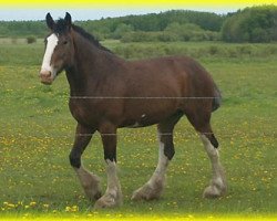 Zuchtstute Donegal Meredith (Clydesdale, 2008, von Armageddon's Lord Cain)