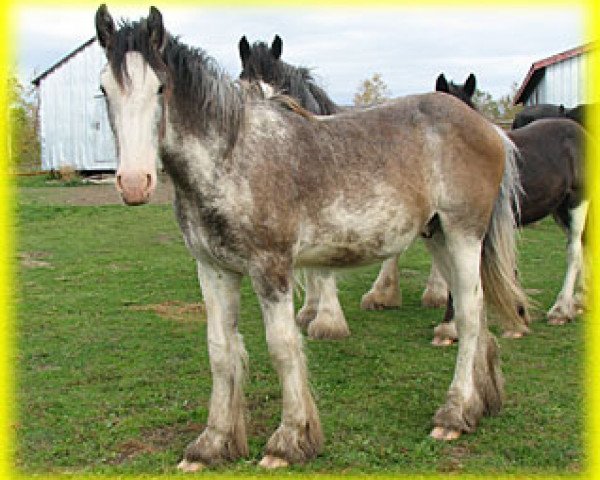 horse Bighorn Kodak (Clydesdale, 2013, from Bighorn Trooper)