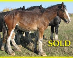 Pferd Bighorn Carter (Clydesdale, 2013, von Sandy Ridge Maxton Edward)