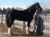 stallion Donegal Enhancer (Clydesdale, 2003, from Donegal Joe Nine Lives)