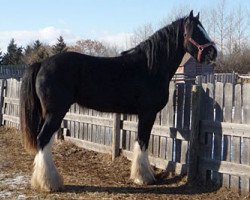 stallion Donegal Enhancer (Clydesdale, 2003, from Donegal Joe Nine Lives)