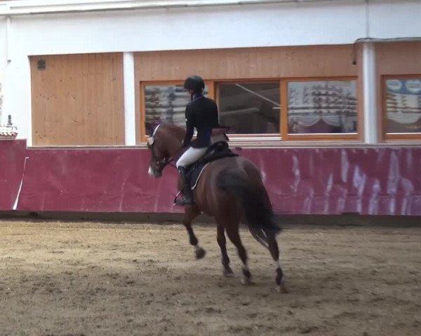 Springturnier Eicherloh - Laurent 2016