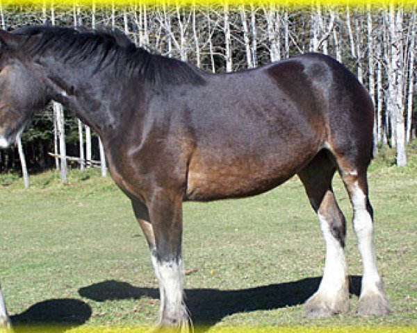 Zuchtstute Bighorn Tiffany Rae (Clydesdale, 2009, von Donegal Dr Pepper)