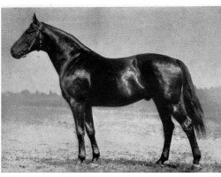 stallion Mondive (Hanoverian, 1919, from Desmond)