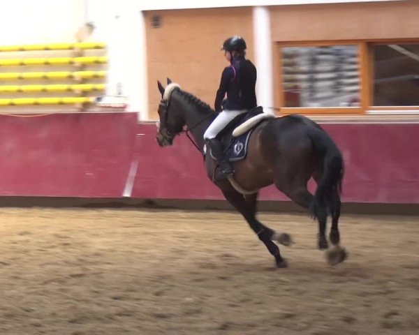 Springturnier Eicherloh - Laurent 2016
