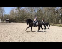 dressage horse Dantico (German Sport Horse, 2012, from Decurio 3)