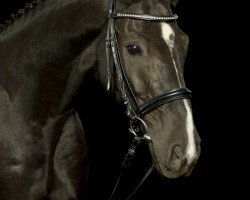 dressage horse San Scirocco (Oldenburg, 2008, from San Amour I)