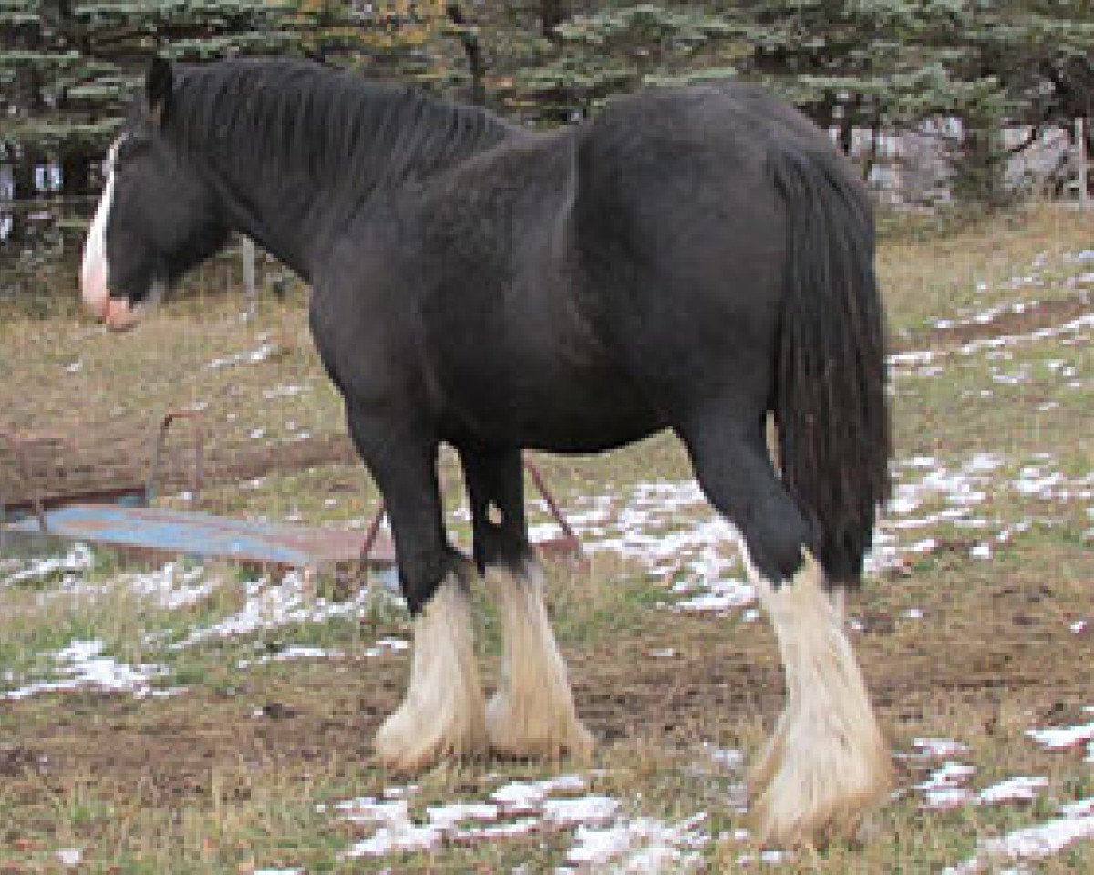 stallion Bighorn Shamus (Clydesdale, 2009, from Donegal Dr Pepper)