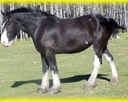 broodmare Bighorn Sadie (Clydesdale, 2009, from Donegal Dr Pepper)