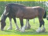 Zuchtstute Bighorn Tabitha (Clydesdale, 2004, von Donegal Joe Nine Lives)