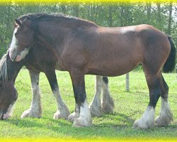 broodmare Bighorn Tabitha (Clydesdale, 2004, from Donegal Joe Nine Lives)