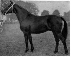 stallion Dodo (Brandenburg, 1935, from Donnerja I)