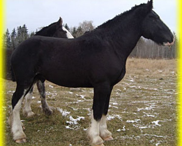 Deckhengst Bighorn Maximus (Clydesdale, 2011, von Sandy Ridge Maxton Edward)