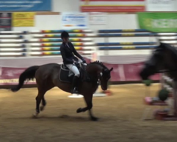 Springturnier Eicherloh - Laurent 2016