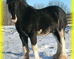 stallion Bighorn Matty's Ike (Clydesdale, 2009, from Donegal Dr Pepper)