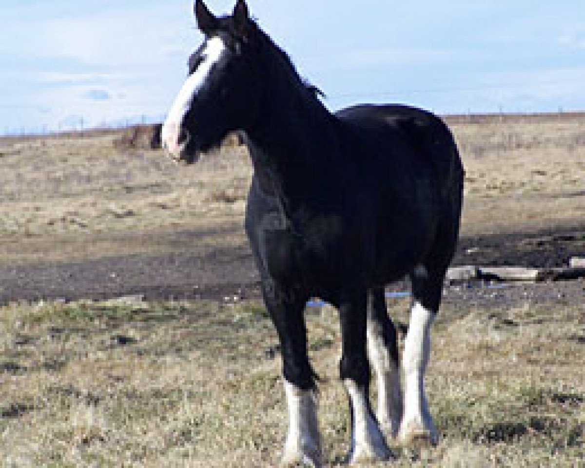 Zuchtstute Bighorn Shadow (Clydesdale, 2003, von Donegal Joe Nine Lives)