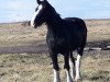 broodmare Bighorn Shadow (Clydesdale, 2003, from Donegal Joe Nine Lives)