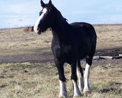 Zuchtstute Bighorn Shadow (Clydesdale, 2003, von Donegal Joe Nine Lives)