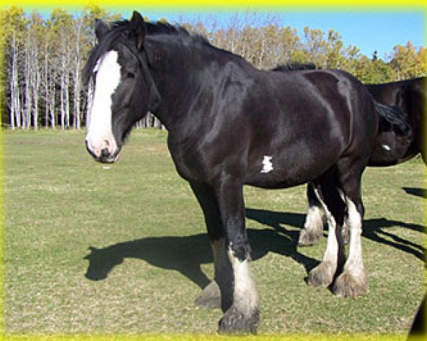 Zuchtstute Bighorn Lucky Stars Lily (Clydesdale, 2007, von Cal-Eden Major Blue)