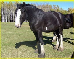 broodmare Bighorn Lucky Stars Lily (Clydesdale, 2007, from Cal-Eden Major Blue)