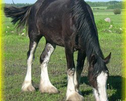 broodmare Bighorn Classy Chloe (Clydesdale, 2007, from Cal-Eden Major Blue)