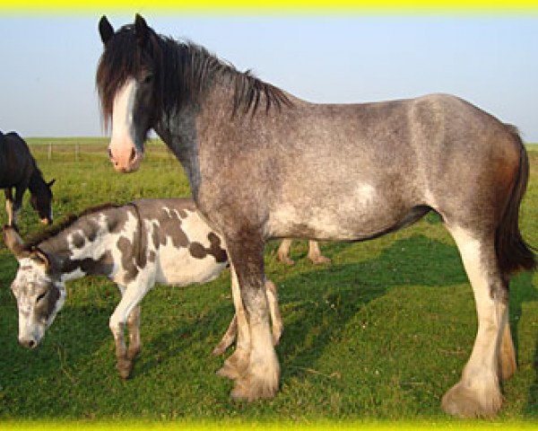 Zuchtstute Bighorn Casey (Clydesdale, 2010, von Sandy Ridge Maxton Edward)