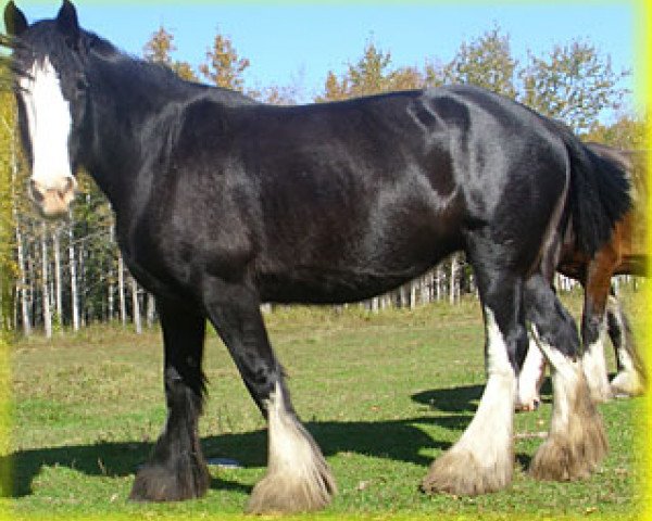 broodmare Bighorn Miss Cheyenne (Clydesdale, 2002, from Donegal Northern Exposure)