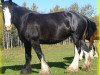 Zuchtstute Bighorn Miss Cheyenne (Clydesdale, 2002, von Donegal Northern Exposure)