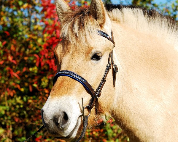 horse Lavanya (Fjord Horse, 2012, from Tristan)