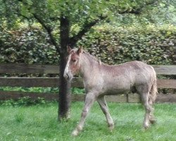 Pferd Larry (Rheinisch-Deutsches Kaltblut, 2019, von Lindor)