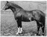 stallion Futurist II (Hanoverian, 1934, from Flak)