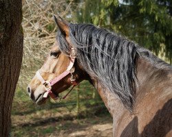 broodmare Beukenhof's Fransisca (KWPN (Royal Dutch Sporthorse), 2011, from Heitrak's Marvin)