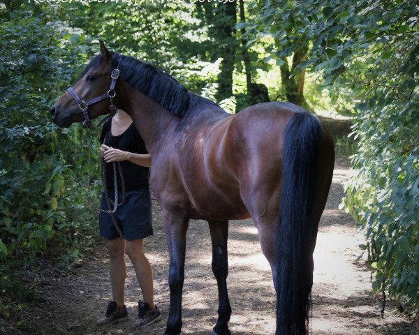 Pferd Reuschbachhofs Phil Coulson (Deutsches Reitpony, 2016, von Molenhorn's Pasja)