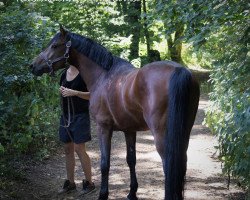 horse Reuschbachhofs Phil Coulson (German Riding Pony, 2016, from Molenhorn's Pasja)