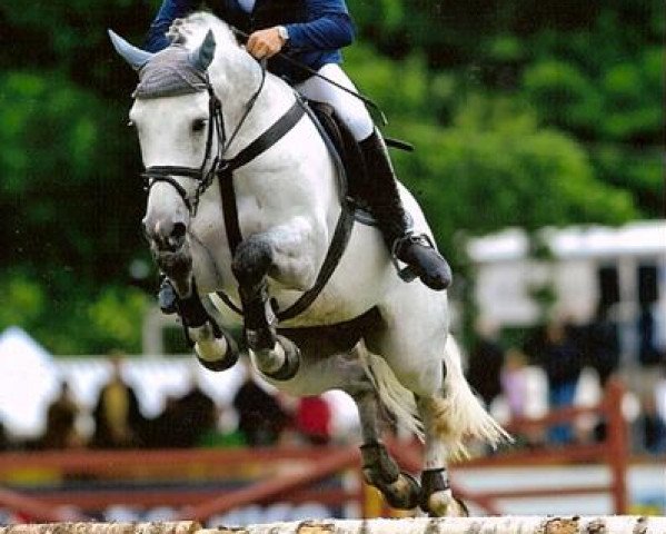 stallion Quite Capitol (Holsteiner, 1999, from Quidam de Revel)
