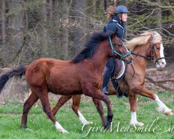 horse Rayo vom Alten Grenzhof (German Riding Pony, 2018, from Triumph)