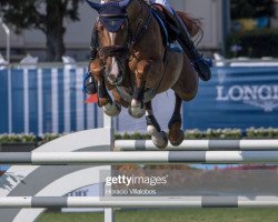 jumper Take A Chance On Me Z (Zangersheide riding horse, 2009, from Taloubet Z)