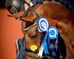 Zuchtstute Riverbank Tiffany (Finnisches Warmblut, 2011, von L'espoir)