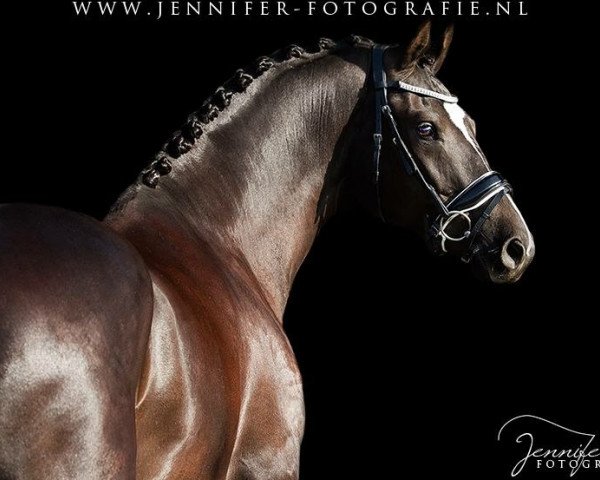 Dressurpferd Gouvernant (Koninklijk Warmbloed Paardenstamboek Nederland (KWPN), 2011, von Wynton)