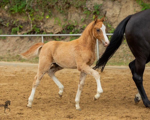 dressage horse Macavity AS (German Riding Pony, 2019, from The Braes My Mobility)