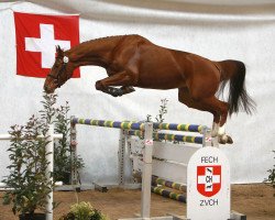 Springpferd Contesse As.fl. CH (Schweizer Warmblut, 2014, von Comet A.S. FL.)