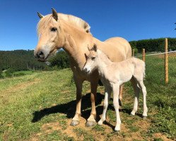 horse Idefix (Fjord Horse, 2020, from Ilribo)