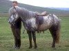 stallion Faxi frá Reykjum (Iceland Horse, 1961, from Stjarni frá Hafsteinsstöðum)